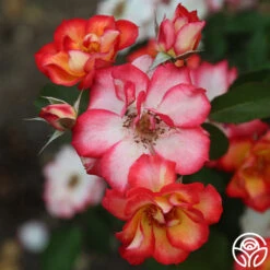 Heirloom Roses -Heirloom Roses Betty Boop 1634