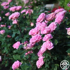 Eleganza® Beverly 15 Eleganza® Beverly -Heirloom Roses Beverly 11