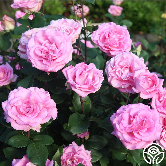 Eleganza® Beverly 4 Eleganza® Beverly - Image 2