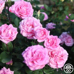 Eleganza® Beverly 17 Eleganza® Beverly -Heirloom Roses Beverly 13