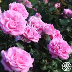 Eleganza® Beverly 18 Eleganza® Beverly -Heirloom Roses Beverly 15