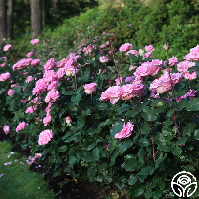 Eleganza® Beverly 10 Eleganza® Beverly - Image 8