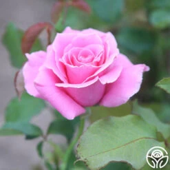 Bewitched 13 Bewitched -Heirloom Roses Bewiched 12