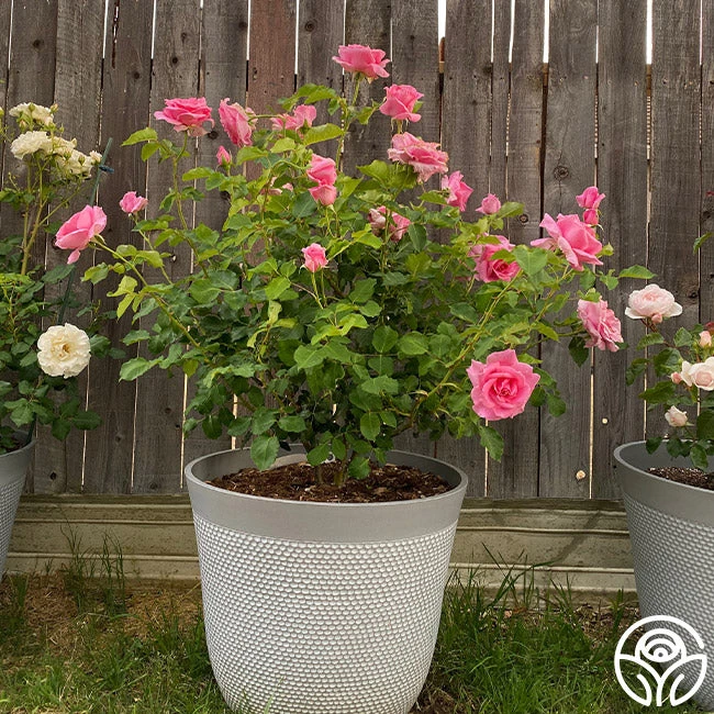 Bewitched 4 Bewitched - Image 2