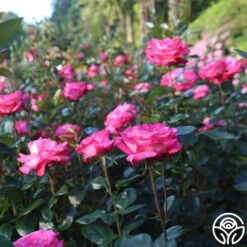 Big Momma™ -Heirloom Roses Big Momma 11