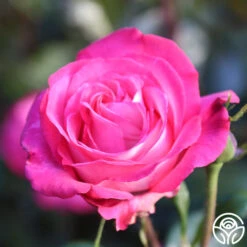 Big Momma™ -Heirloom Roses Big Momma 12