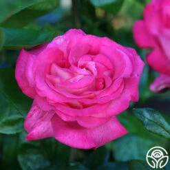 Big Momma™ -Heirloom Roses Big Momma 13