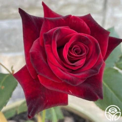 Black Baccara® -Heirloom Roses Black Baccara 45
