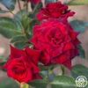 Black Baccara® -Heirloom Roses Black Baccara 01