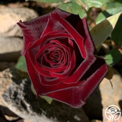 Black Baccara® -Heirloom Roses Black Baccara 010