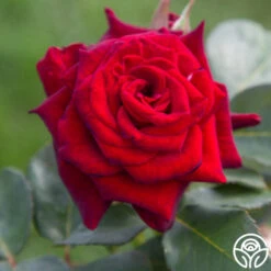 Black Baccara® -Heirloom Roses Black Baccara 02