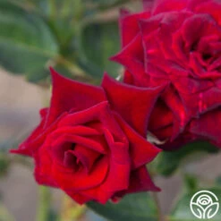 Black Baccara® -Heirloom Roses Black Baccara 04