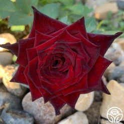 Black Baccara® -Heirloom Roses Black Baccara 07