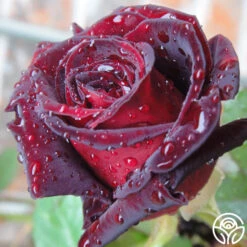 Black Baccara® -Heirloom Roses Black Baccara 08
