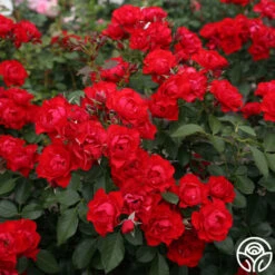 Black Forest Rose® 14 Black Forest Rose® -Heirloom Roses Black Forest Rose 034