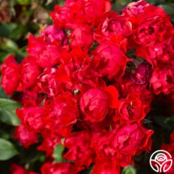 Black Forest Rose® 12 Black Forest Rose® -Heirloom Roses Black Forest Rose 04