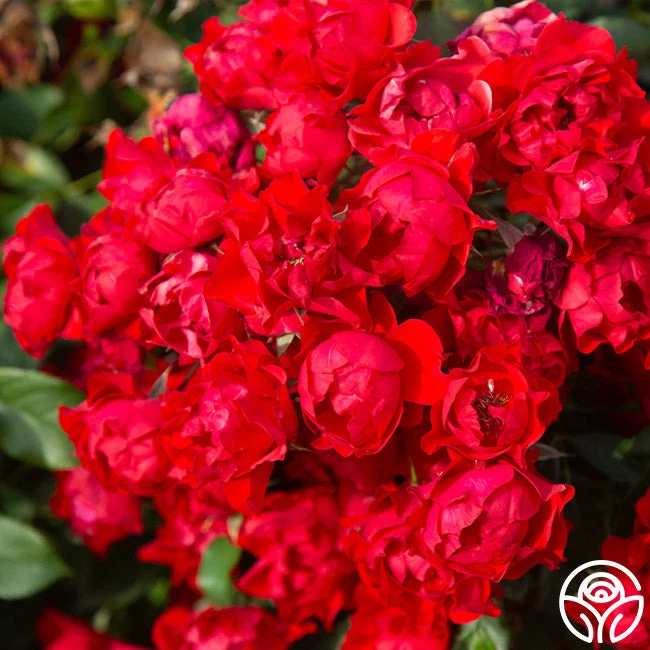 Black Forest Rose® 6 Black Forest Rose® - Image 4