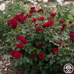 Black Ice™ -Heirloom Roses Black Ice 02