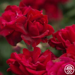 Black Ice™ -Heirloom Roses Black Ice 020