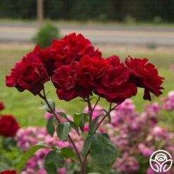 Black Ice™ -Heirloom Roses Black Ice 022