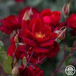 Black Ice™ -Heirloom Roses Black Ice 03