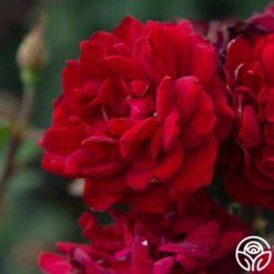 Black Ice™ -Heirloom Roses Black Ice 036