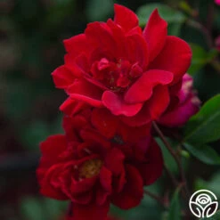 Black Ice™ -Heirloom Roses Black Ice 04