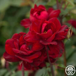 Black Ice™ -Heirloom Roses Black Ice 08