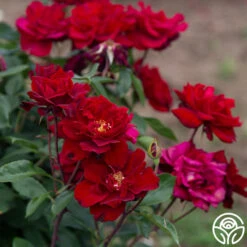 Black Ice™ -Heirloom Roses Black Ice 09