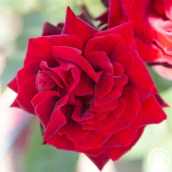 Black Pearl -Heirloom Roses Black Pearl 11