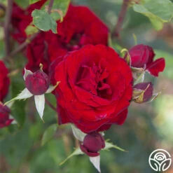 Black Pearl -Heirloom Roses Black Pearl 15