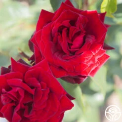 Black Pearl -Heirloom Roses Black Pearl 16