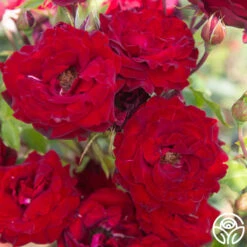 Black Pearl -Heirloom Roses Black Pearl 18