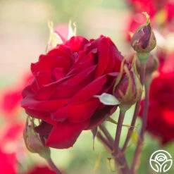 Black Pearl -Heirloom Roses Black Pearl 19