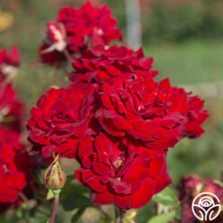 Black Pearl -Heirloom Roses Black Pearl 20