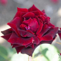 Black Pearl -Heirloom Roses Black Pearl 22