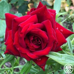 Black Pearl -Heirloom Roses Black Pearl 11