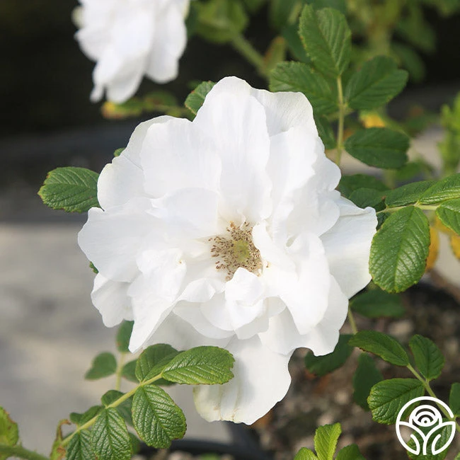 Blanc Double De Coubert 5 Blanc Double De Coubert - Image 3