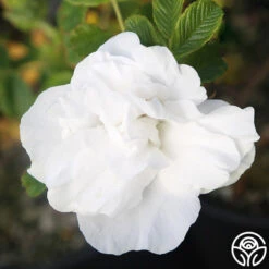 Blanc Double De Coubert 11 Blanc Double De Coubert -Heirloom Roses Blanc Double de Coubert 23