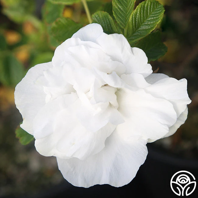 Blanc Double De Coubert 6 Blanc Double De Coubert - Image 4