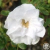 Blanc Double De Coubert 2 Blanc Double De Coubert -Heirloom Roses Blanc Double de Coubert 24