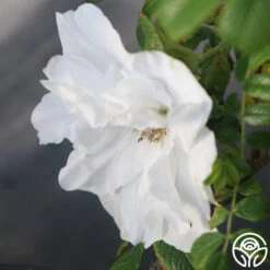 Blanc Double De Coubert 13 Blanc Double De Coubert -Heirloom Roses Blanc Double de Coubert 25