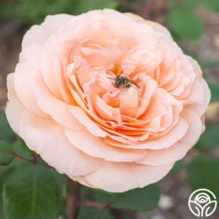 Parfuma® Bliss -Heirloom Roses Bliss Parfuma 03