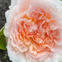 Parfuma® Bliss -Heirloom Roses Bliss Parfuma 02