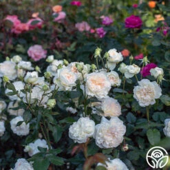 Bolero™ 16 Bolero™ -Heirloom Roses Bolero 023