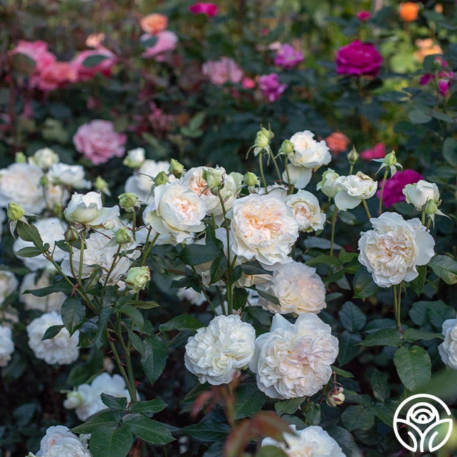 Bolero™ 6 Bolero™ - Image 4