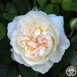 Bolero™ 21 Bolero™ -Heirloom Roses Bolero 0234