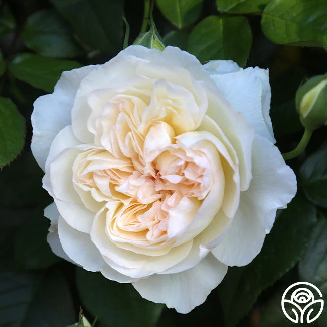 Bolero™ 11 Bolero™ - Image 9