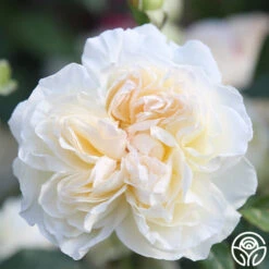 Bolero™ 19 Bolero™ -Heirloom Roses Bolero 12