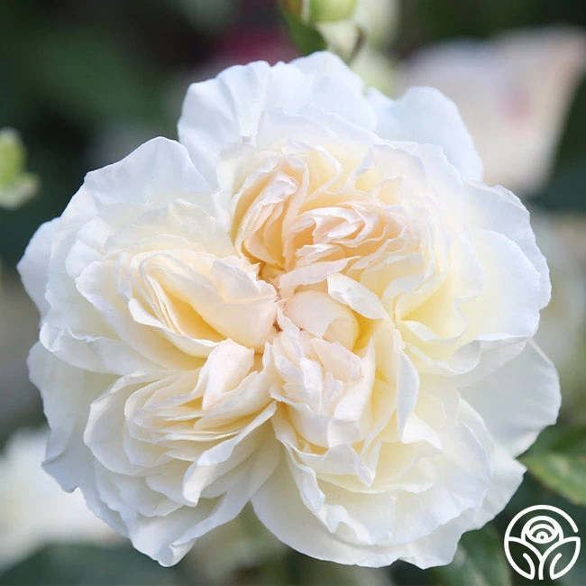 Bolero™ 9 Bolero™ - Image 7